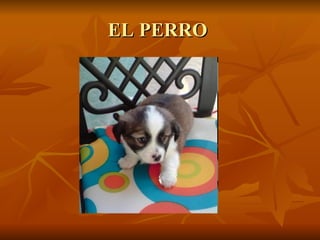 EL PERRO  