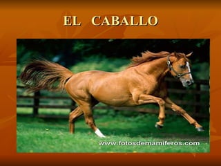 EL  CABALLO 