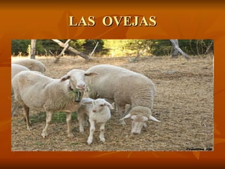 LAS  OVEJAS 