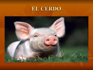 EL CERDO 