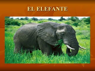 EL ELEFANTE 