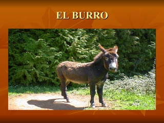 EL BURRO 
