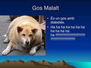 Gos Malalt És un gos amb diabetes. Ha ha ha ha ha ha ha ha ha ha ha ha !!!!!!!!!!!!!!!!!!!!!!!!!!!!!!!!!!!!!!!!!!!!!!!!!!!!!!! 