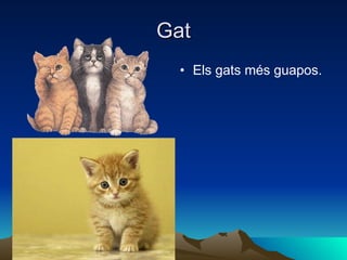Gat Els gats més guapos. 
