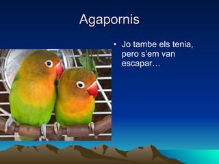 Agapornis Jo tambe els tenia, pero s’em van escapar… 