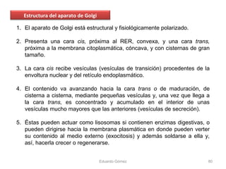 Cisterna Rer Pp membrana | PPT