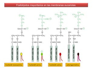 Fosfolípidos mayoritarios en las membranas eucariotas
Fosfatidil etanoamina Fosfatidil serina Fosfatidil colina esfomgomielina
 