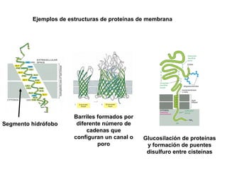 Segmento hidrófobo
Barriles formados por
diferente número de
cadenas que
configuran un canal o
poro
Glucosilación de proteínas
y formación de puentes
disulfuro entre cisteínas
Ejemplos de estructuras de proteínas de membrana
 
