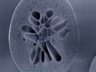 13M.Ali Asghar& M.Hammad Saeed
 