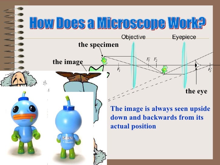 Microscope