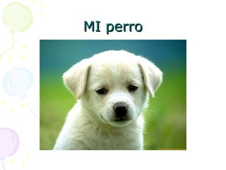 MI perro 