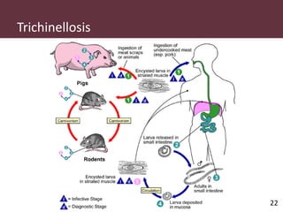 Pig and pork zoonoses in Uganda