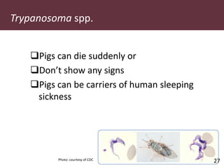 Pig and pork zoonoses in Uganda