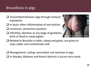 Pig and pork zoonoses in Uganda