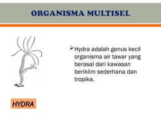 Mikroorganisma Unisel dan Multisel: Ciri, Contoh, dan Proses Kehidupan ...