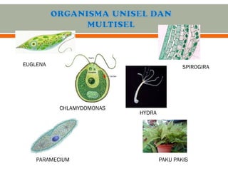 Mikroorganisma Unisel dan Multisel: Ciri, Contoh, dan Proses Kehidupan ...