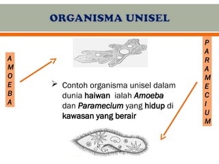 Mikroorganisma Unisel dan Multisel: Ciri, Contoh, dan Proses Kehidupan ...