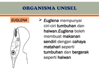 Mikroorganisma Unisel dan Multisel: Ciri, Contoh, dan Proses Kehidupan ...