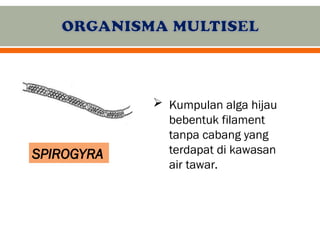 Mikroorganisma Unisel dan Multisel: Ciri, Contoh, dan Proses Kehidupan ...