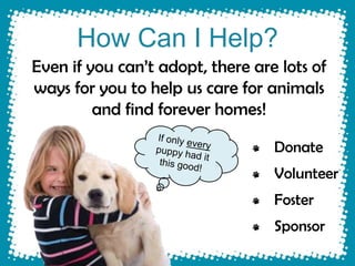 How Can I Help?
Even if you can’t adopt, there are lots of
ways for you to help us care for animals
         and find forever homes!

                                  Donate
                                  Volunteer
                                  Foster
                                  Sponsor
 