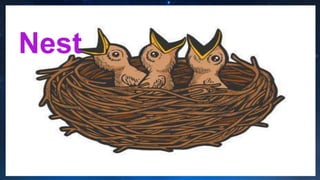 Nest
 
