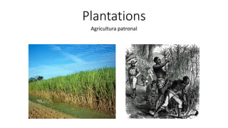 Plantations
Agricultura patronal
 