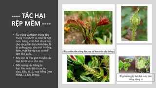 NEEM CHILI DIỆT RỆP SÁP VÀ RẦY MỀM | PDF