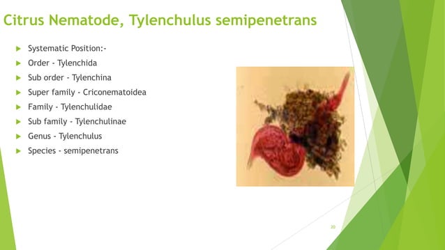 Plant parasitic nematodes economically important Genera. | PPT