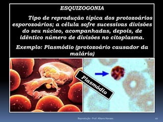 ESQUIZOGONIA
     Tipo de reprodução típica dos protozoários
esporozoários; a célula sofre sucessivas divisões
   do seu núcleo, acompanhadas, depois, de
  idêntico número de divisões no citoplasma.
 Exemplo: Plasmódio (protozoário causador da
                  malária)




                      Reprodução - Prof. Albano Novaes.   10
 