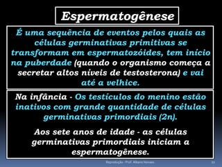 Espermatogênese
 É uma sequência de eventos pelos quais as
      células germinativas primitivas se
transformam em espermatozóides, tem início
na puberdade (quando o organismo começa a
  secretar altos níveis de testosterona) e vai
                 até a velhice.
 Na infância - Os testículos do menino estão
 inativos com grande quantidade de células
       germinativas primordiais (2n).
    Aos sete anos de idade - as células
    germinativas primordiais iniciam a
             espermatogênese.
                      Reprodução - Prof. Albano Novaes.   22
 