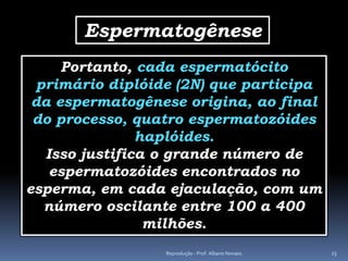 Espermatogênese
     Portanto, cada espermatócito
 primário diplóide (2N) que participa
 da espermatogênese origina, ao final
 do processo, quatro espermatozóides
               haplóides.
  Isso justifica o grande número de
   espermatozóides encontrados no
esperma, em cada ejaculação, com um
  número oscilante entre 100 a 400
                milhões.
                 Reprodução - Prof. Albano Novaes.   23
 