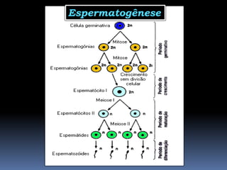 Espermatogênese
 