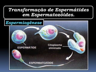 Transformação de Espermátides
      em Espermatozóides.
Espermiogênese
 