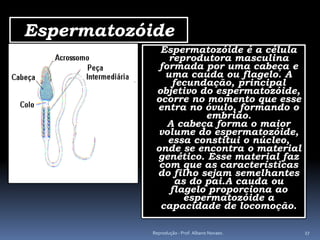 Espermatozóide
              Espermatozóide é a célula
                reprodutora masculina
              formada por uma cabeça e
               uma cauda ou flagelo. A
                 fecundação, principal
             objetivo do espermatozóide,
             ocorre no momento que esse
             entra no óvulo, formando o
                        embrião.
                A cabeça forma o maior
             volume do espermatozóide,
                essa constitui o núcleo,
             onde se encontra o material
             genético. Esse material faz
              com que as características
             do filho sejam semelhantes
                  as do pai.A cauda ou
                flagelo proporciona ao
                    espermatozóide a
              capacidade de locomoção.

            Reprodução - Prof. Albano Novaes.   27
 