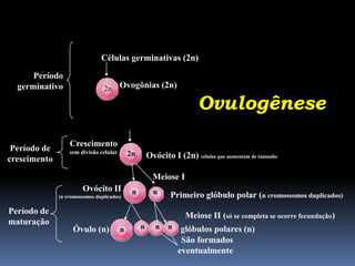 Células germinativas (2n)

      Período
  germinativo                   2n Ovogônias (2n)

                                                                       Ovulogênese
                  Crescimento
 Período de       sem divisão celular       2n       Ovócito I (2n) células que aumentam de tamanho
crescimento

                                                       Meiose I
                       Ovócito II            n         n
              (n cromossomos duplicados)                     Primeiro glóbulo polar (n cromossomos duplicados)
Período de                                                        Meiose II (só se completa se ocorre fecundação)
maturação
                   Óvulo (n)            n        n      n   n    glóbulos polares (n)
                                                                 São formados
                                                                eventualmente
 