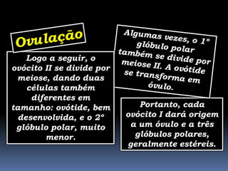 Logo a seguir, o
ovócito II se divide por
 meiose, dando duas
    células também
     diferentes em
tamanho: ovótide, bem         Portanto, cada
  desenvolvida, e o 2º     ovócito I dará origem
 glóbulo polar, muito       a um óvulo e a três
        menor.               glóbulos polares,
                           geralmente estéreis.
 