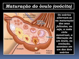 Maturação do òvulo (ovócito)
                       Os ovários
                      alternam-se
                     na maturação
                        dos seus
                      folículos, ou
                      seja, a cada
                          ciclo
                      menstrual, a
                      liberação de
                      um óvulo, ou
                        ovulação,
                      acontece em
                      um dos dois
                         ovários
 