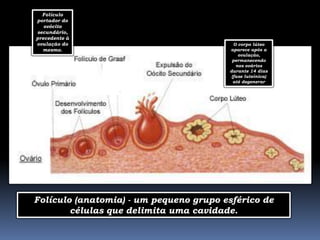 Folículo
portador do
   ovócito
secundário,
precedente à
ovulação do                               O corpo lúteo
  mesmo.                                aparece após a
                                            ovulação,
                                         permanecendo
                                           nos ovários
                                        durante 14 dias
                                         (fase luteínica)
                                          até degenerar
                 .




Folículo (anatomia) - um pequeno grupo esférico de
        células que delimita uma cavidade.
 