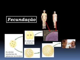 Fecundação
 
