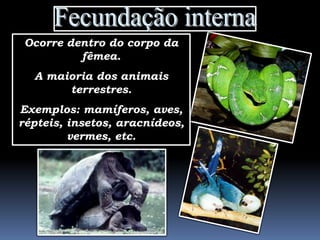 Ocorre dentro do corpo da
          fêmea.
  A maioria dos animais
       terrestres.
Exemplos: mamíferos, aves,
répteis, insetos, aracnídeos,
         vermes, etc.
 