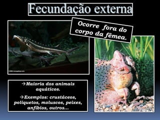 Maioria dos animais
       aquáticos.
  Exemplos: crustáceos,
poliquetos, moluscos, peixes,
      anfíbios, outros...
 