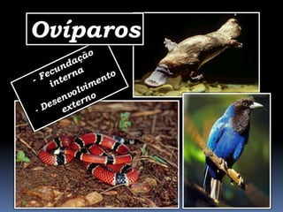 Ovíparos
 