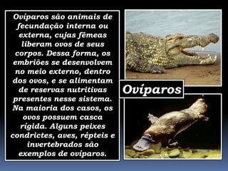 Ovíparos são animais de
  fecundação interna ou
   externa, cujas fêmeas
    liberam ovos de seus
 corpos. Dessa forma, os
 embriões se desenvolvem
 no meio externo, dentro
dos ovos, e se alimentam
  de reservas nutritivas      Ovíparos
 presentes nesse sistema.
Na maioria dos casos, os
     ovos possuem casca
   rígida. Alguns peixes
condrictes, aves, répteis e
      invertebrados são
  exemplos de ovíparos.
 