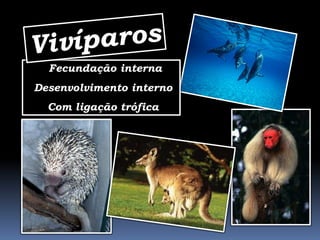 - Fecundação interna
Desenvolvimento interno
  Com ligação trófica
 