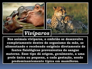 Vivíparos
 Nos animais vivíparos, o embrião se desenvolve
 completamente dentro do organismo da mãe, se
alimentando e recebendo oxigênio diretamente de
    fontes fisiológicas provenientes do sangue
materno. Esse tipo dá origem, geralmente, a uma
 prole única ou pequena, a cada gestação, sendo
    predominantemente típica em mamíferos.
 