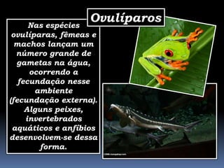 Nas espécies
                   Ovulíparos
 ovulíparas, fêmeas e
  machos lançam um
  número grande de
  gametas na água,
      ocorrendo a
   fecundação nesse
       ambiente
(fecundação externa).
     Alguns peixes,
     invertebrados
 aquáticos e anfíbios
desenvolvem-se dessa
        forma.
 