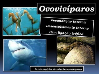 Ovovivíparos




- Existe espécies de tubarões ovovivíparos
 