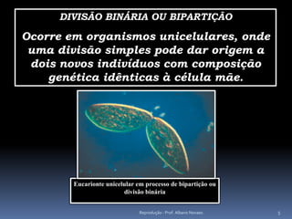 DIVISÃO BINÁRIA OU BIPARTIÇÃO

Ocorre em organismos unicelulares, onde
 uma divisão simples pode dar origem a
 dois novos indivíduos com composição
    genética idênticas à célula mãe.




        Eucarionte unicelular em processo de bipartição ou
                         divisão binária


                               Reprodução - Prof. Albano Novaes.   5
 