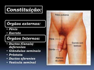 Constituição:

Órgãos externos:
• Pênis
• Escroto
Órgãos Internos:
• Ductos (Canais)
  deferentes
• Glândulas seminais
• Próstata
• Ductos eferentes
• Vesícula seminal
 