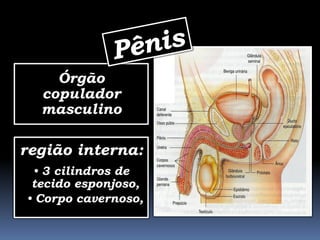 Órgão
  copulador
  masculino

região interna:
 • 3 cilindros de
 tecido esponjoso,
• Corpo cavernoso,
 
